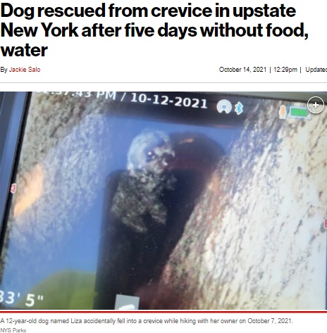 ハイキング中に岩の割れ目に落ちた犬（画像は『New York Post　2021年10月14日付「Dog rescued from crevice in upstate New York after five days without food, water」（NYS Parks）』のスクリーンショット）