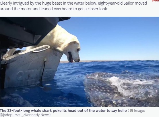 ジンベイザメを見つめるラブラドール・レトリバー（画像は『The Mirror　2021年10月20日付「Labrador kisses massive whale shark on the nose during adorable meeting」（Image: ＠jadepursell_/Kennedy News）』のスクリーンショット）