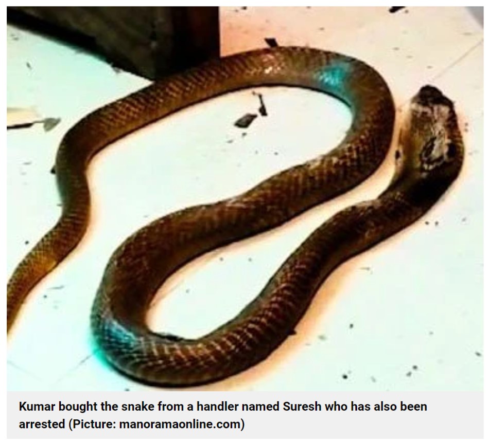 猛毒を持つコブラ（画像は『Metro　2021年10月14日付「Husband murdered wealthy wife by setting venomous cobra on her as she slept」（Picture: manoramaonline.com）』のスクリーンショット）