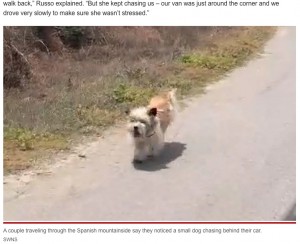 【海外発！Breaking News】山でひとりぼっちだった犬、走行する車を追いかけて新しい飼い主を見つける（スペイン）＜動画あり＞
