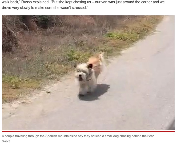 車を追いかける犬が運転手に飼われることに（画像は『New York Post　2021年10月11日付「Couple adopts abandoned dog after noticing she was chasing their car」（SWNS）』のスクリーンショット）