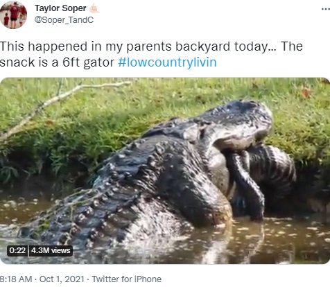自分より小さなワニを丸呑みにする巨大ワニ（画像は『Taylor Soper　2021年10月1日付Twitter「This happened in my parents backyard today… 」』のスクリーンショット）
