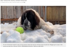 【海外発！Breaking News】安楽死直前の愛犬に最後の雪遊びをプレゼント「穏やかで平和的な別れを」（米）＜動画あり＞