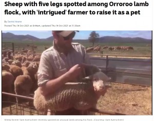 【海外発！Breaking News】農家で頭から脚が生えた子羊を発見　家畜からペットとして暮らすことに（豪）＜動画あり＞
