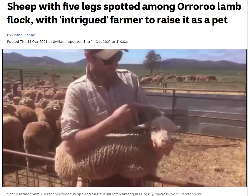 関節や蹄のある脚を後頭部に持った子羊（画像は『ABC　2021年10月14日付「Sheep with five legs spotted among Orroroo lamb flock, with ‘intrigued’ farmer to raise it as a pet」（Courtesy: Sam Kuerschner）』のスクリーンショット）