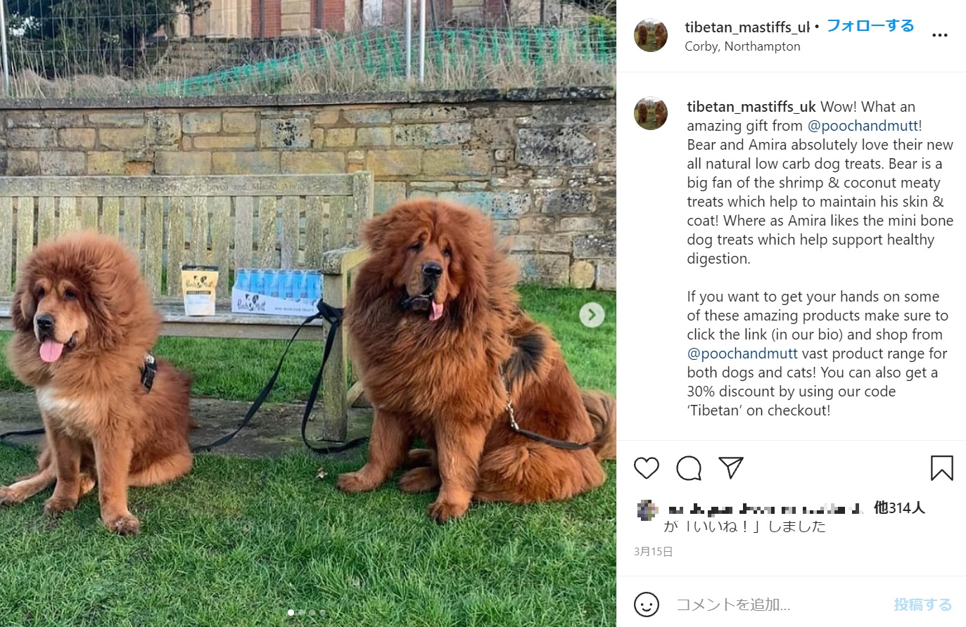 まるでライオンのような「チベタン・マスティフ」（画像は『Tibetan Mastiffs　2021年3月15日付Instagram「Wow! What an amazing gift from ＠poochandmutt!」』のスクリーンショット）