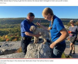 何も食べずに5日ぶりに救助されたライザ（画像は『New York Post　2021年10月14日付「Dog rescued from crevice in upstate New York after five days without food, water」（NYS Parks）』のスクリーンショット）