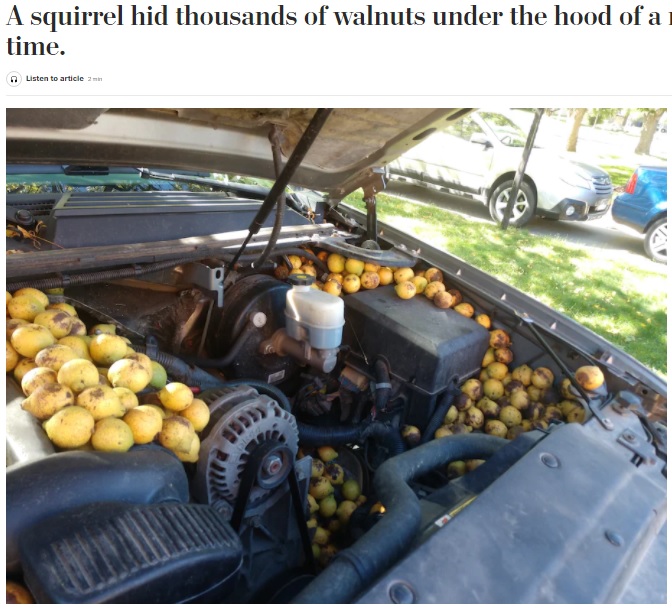 エンジンルームにぎっしりと詰め込まれたクルミ（画像は『The Washington Post　2021年9月30日付「A squirrel hid thousands of walnuts under the hood of a man’s truck. It wasn’t the first time.）