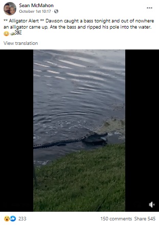 魚を横取りしたワニ（画像は『Sean McMahon　2021年10月1日付Facebook「Alligator Alert」』のスクリーンショット）