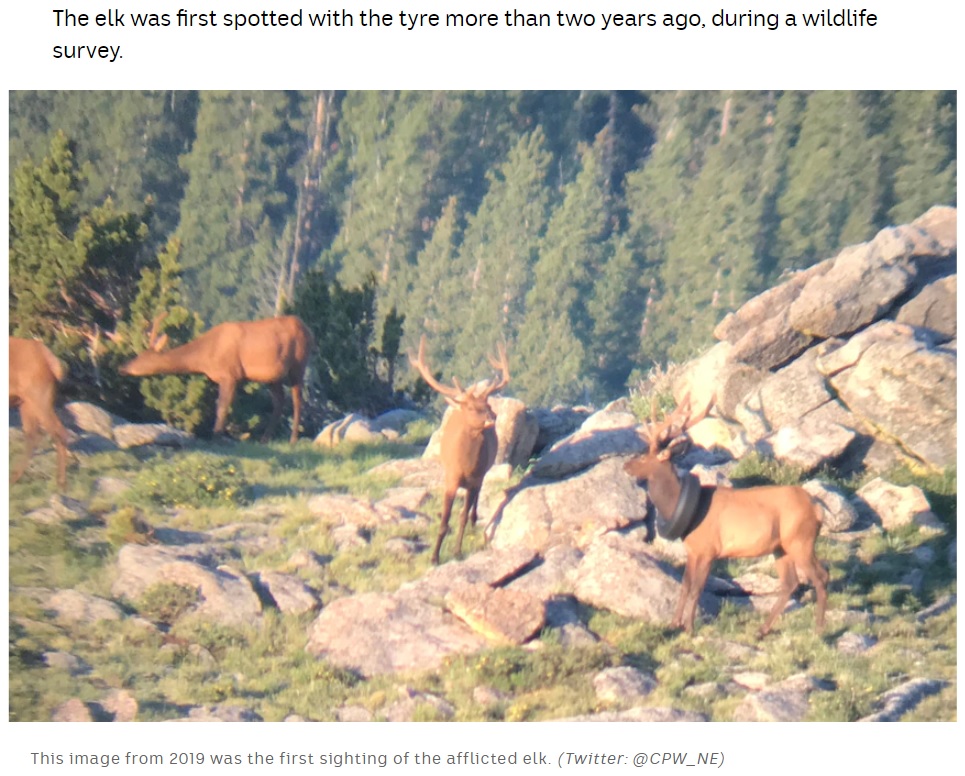 最初に発見されたのは2019年7月のことだった（画像は『ABC News　2021年10月13日付「Colorado wildlife officers complete two-year quest to remove tyre from elk’s neck」（Twitter: ＠CPW_NE）』のスクリーンショット）
