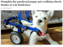 【海外発！Breaking News】脚が麻痺した愛犬のために募金を呼びかけ　5日間で約78万円が集まり「現実味がない」と飼い主驚愕（英）＜動画あり＞