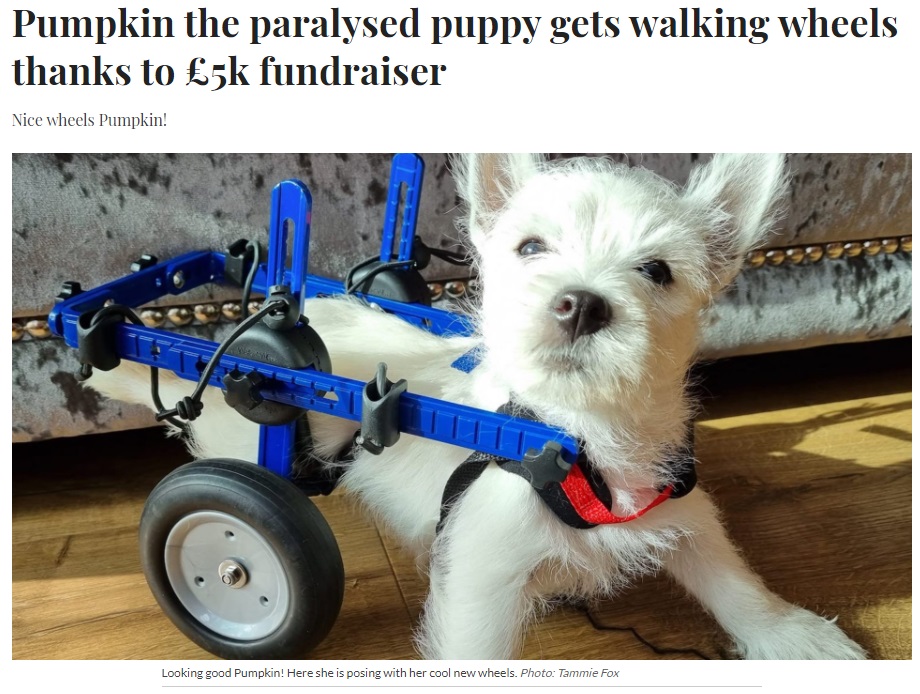 専用の車いすで以前よりも活発に動けるように（画像は『The Lincolnite　2021年10月18日付「Pumpkin the paralysed puppy gets walking wheels thanks to ￡5k fundraiser」（Photo: Tammie Fox）』のスクリーンショット）