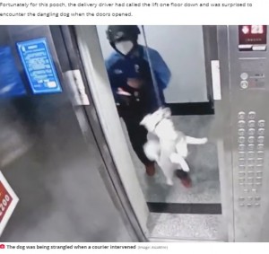 宙吊りになりもがく犬（画像は『The Daily Star　2021年10月27日付「Hero deliveryman saves dog being strangled to death by leash in moving lift」（Image: AsiaWire）』のスクリーンショット）