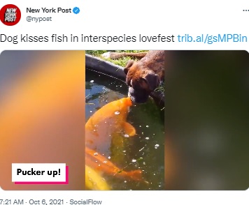 鯉にキスをする犬（画像は『New York Post　2021年10月6日付Twitter「Dog kisses fish in interspecies lovefest」』のスクリーンショット）
