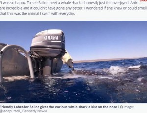 ジンベイザメにキスするセイラー（画像は『The Mirror　2021年10月20日付「Labrador kisses massive whale shark on the nose during adorable meeting」（Image: ＠jadepursell_/Kennedy News）』のスクリーンショット）