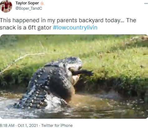 巨大ワニの口から突き出したワニの脚（画像は『Taylor Soper　2021年10月1日付Twitter「This happened in my parents backyard today… 」』のスクリーンショット）
