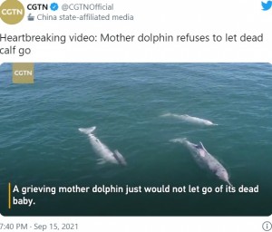 仲間と一緒に泳ぐイルカ（画像は『CGTN　2021年9月15日付Twitter「Heartbreaking video: Mother dolphin refuses to let dead calf go」』のスクリーンショット）