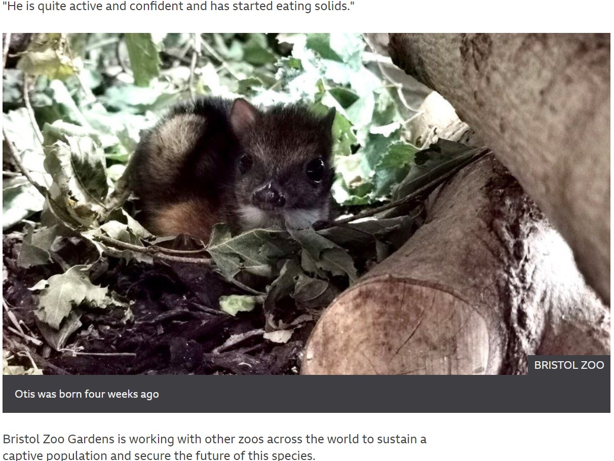 体つきはシカ、顔はネズミのようなマレーマメジカ（画像は『BBC　2021年10月18日付「Bristol Zoo’s third Malayan mouse deer born in a decade」（BRISTOL ZOO）』のスクリーンショット）