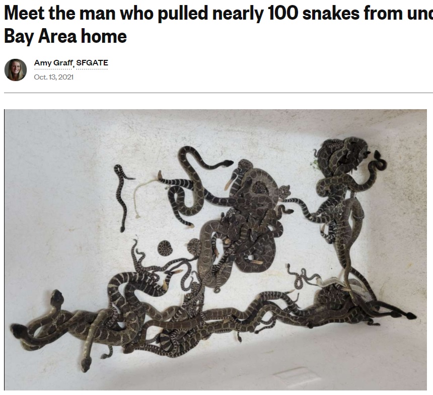 合計で92匹ものガラガラヘビが棲んでいた（画像は『SFGATE　2021年10月13日付「Meet the man who pulled nearly 100 snakes from under an SF Bay Area home」（Al Wolf）』のスクリーンショット）