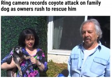 【海外発！Breaking News】庭でコヨーテに襲われたチワワ　飼い主がエアホーンで追い払う（米）＜動画あり＞
