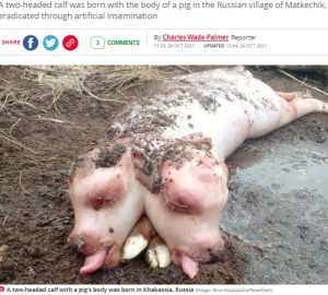 2つの頭と豚のような体を持つ牛（画像は『The Daily Star　2021年10月26日付「Mutant two-headed calf born with pig-like body and double tongue baffles Russian farmer」（Image: Ninel Karacakova/Newsflash）』のスクリーンショット）