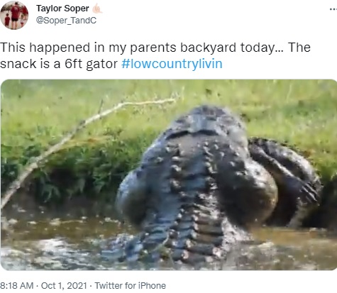 頭を振る巨大ワニ（画像は『Taylor Soper　2021年10月1日付Twitter「This happened in my parents backyard today… 」』のスクリーンショット）