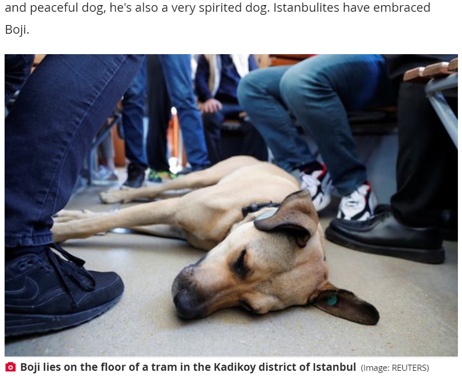 車内が混んでいてもお構いなしに床で寝るボジ（画像は『The Daily Star　2021年10月6日付「Stray dog travels 18 miles a day cheering up commuters on trains, ferries and buses」（Image: REUTERS）』のスクリーンショット）