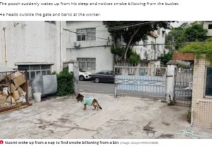【海外発！Breaking News】タバコのポイ捨ての煙に気付いた元警察犬、水栓を開けホースで消火（中国）