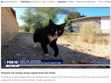 【海外発！Breaking News】コヨーテを見事追い払った愛猫に飼い主「元野良猫の血が騒いだのかも」（米）＜動画あり＞