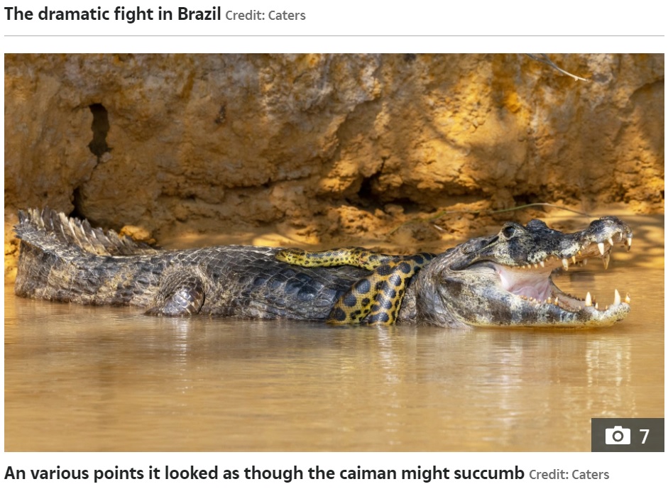 ワニの短い手足ではアナコンダを引きはがすことができず苦戦（画像は『The Sun　2021年10月12日付「SNAKE, RATTLE AND ROLL Giant anaconda wraps itself round a deadly caiman in brutal fight for survival - but who comes out on top?」（Credit: Caters）』のスクリーンショット）