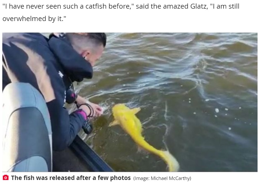湖の中で泳ぐと黄色の体がひと際目立つ（画像は『The Daily Star　2021年10月23日付「Bloke panics after catching rare bright yellow Catfish that can grow up to 400lbs」（Image: Michael McCarthy）』のスクリーンショット）