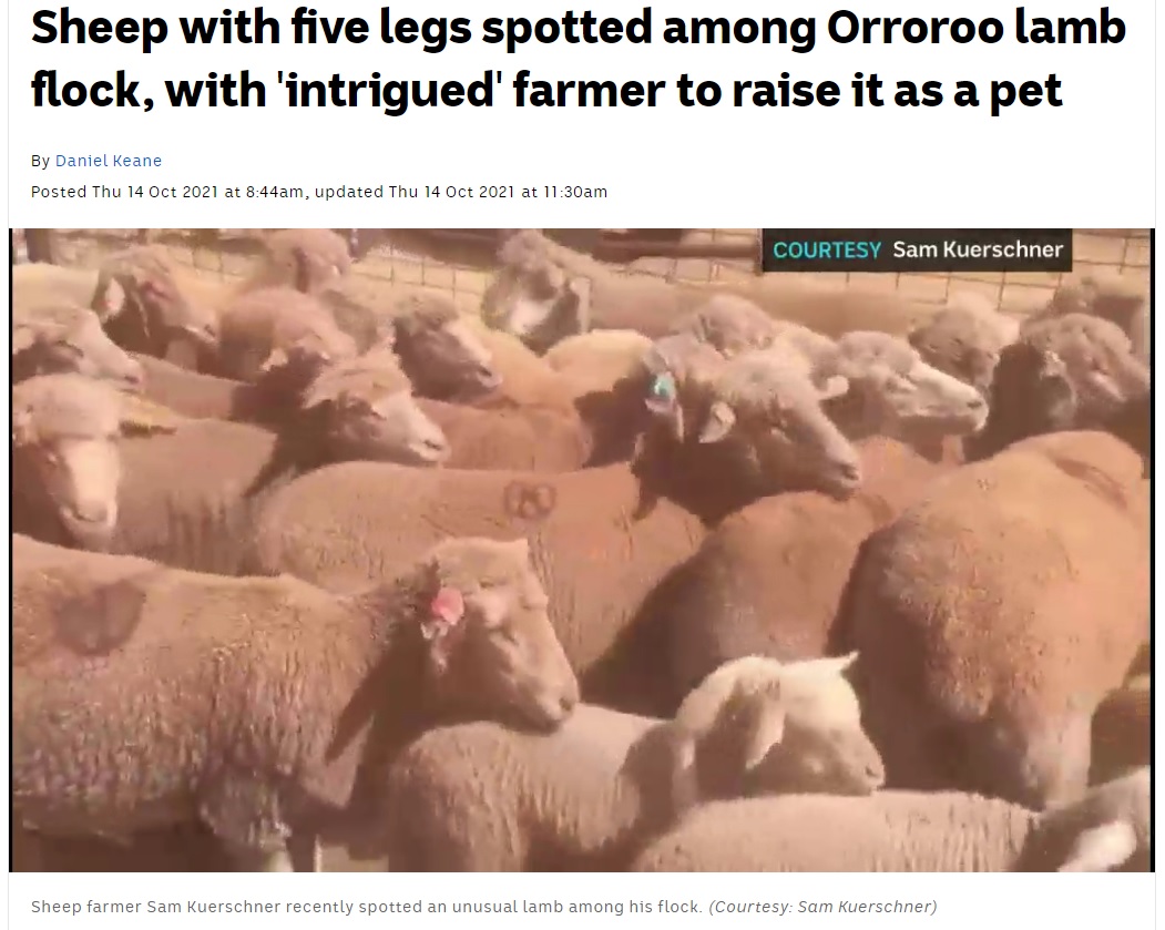 群れの中で過ごす多肢症の子羊（画像は『ABC　2021年10月14日付「Sheep with five legs spotted among Orroroo lamb flock, with ‘intrigued’ farmer to raise it as a pet」（Courtesy: Sam Kuerschner）』のスクリーンショット）