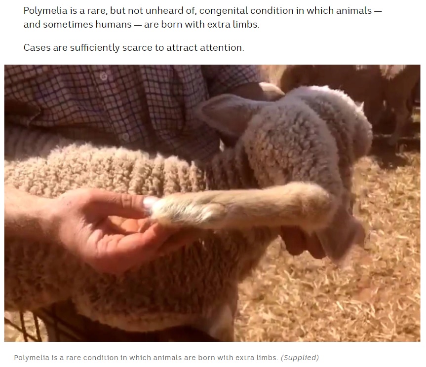 頭には立派な脚が（画像は『ABC　2021年10月14日付「Sheep with five legs spotted among Orroroo lamb flock, with ‘intrigued’ farmer to raise it as a pet」（Supplied）』のスクリーンショット）