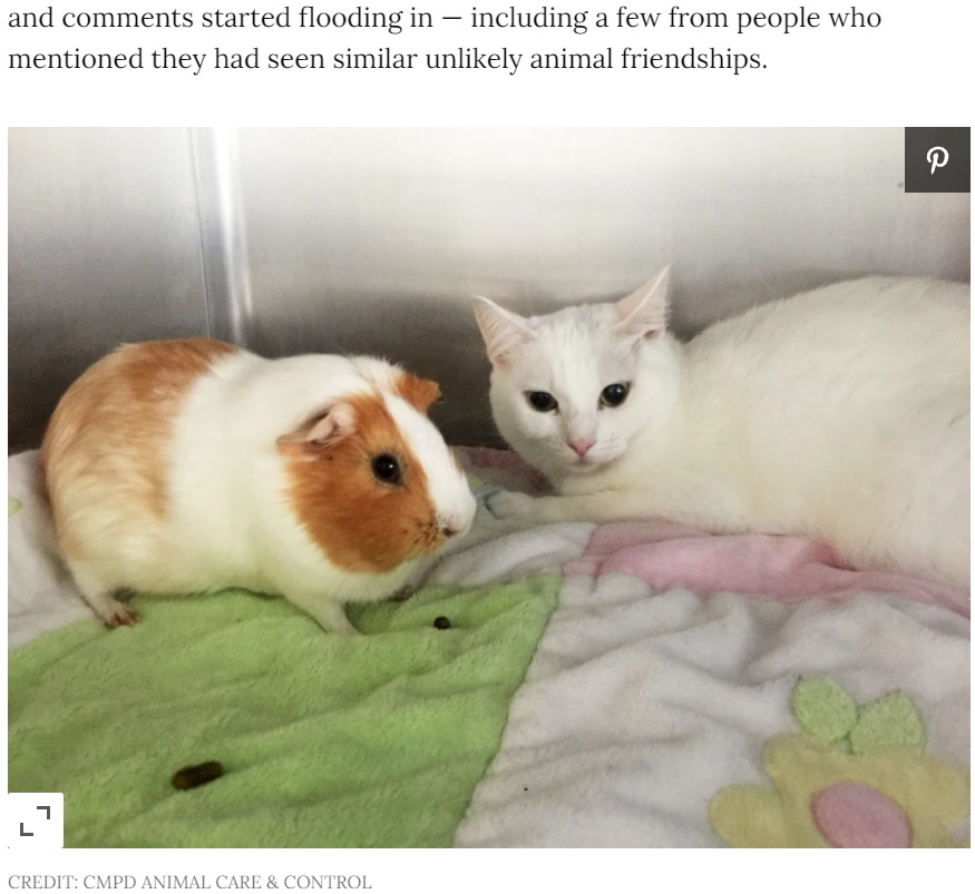同じケージに入り、眠る時も寄り添っている2匹（画像は『People.com　2021年10月8日付「Rescue Guinea Pig and Cat Best Friend Are Looking to Get Adopted Together from N.C. Shelter」（CREDIT: CMPD ANIMAL CARE ＆ CONTROL）』のスクリーンショット）