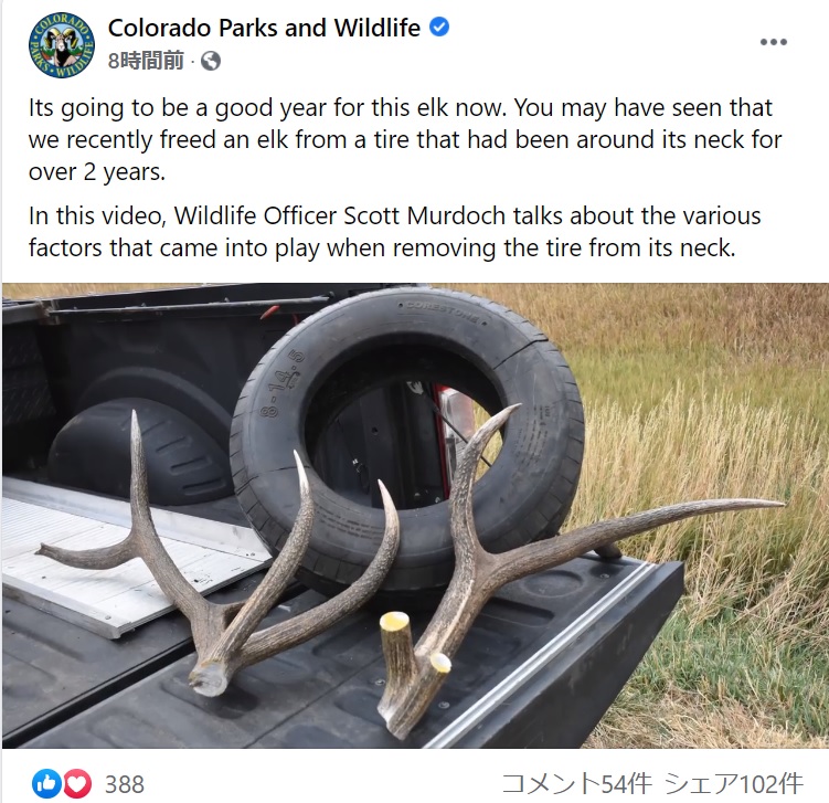 タイヤを断ち切ることができず、仕方なく切り落とされた角（画像は『Colorado Parks and Wildlife　2021年10月14日付Facebook「Its going to be a good year for this elk now.」』のスクリーンショット）