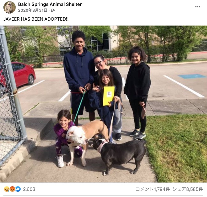 無事に新しい飼い主が見つかったハビエル（画像は『Balch Springs Animal Shelter　2020年3月31日付Facebook「JAVEER HAS BEEN ADOPTED!!」』のスクリーンショット）