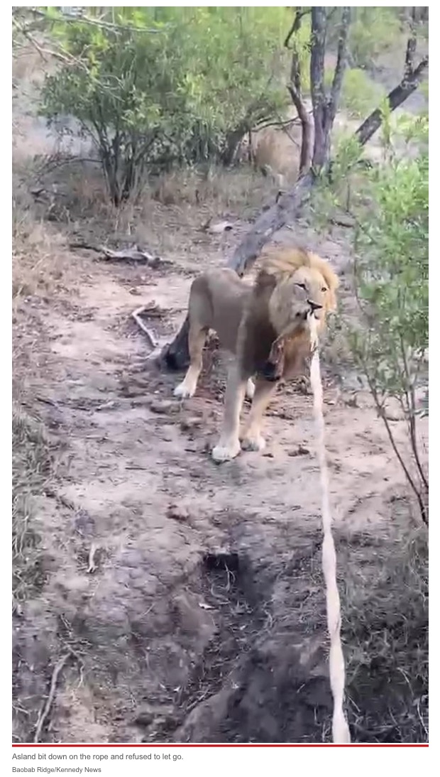 ジープの牽引ロープで遊ぶライオン（画像は『New York Post　2021年11月26日付「Video captures lion in tug-of-war with safari truck: ‘Big cat playing with a toy’」（Baobab Ridge/Kennedy News）』のスクリーンショット）