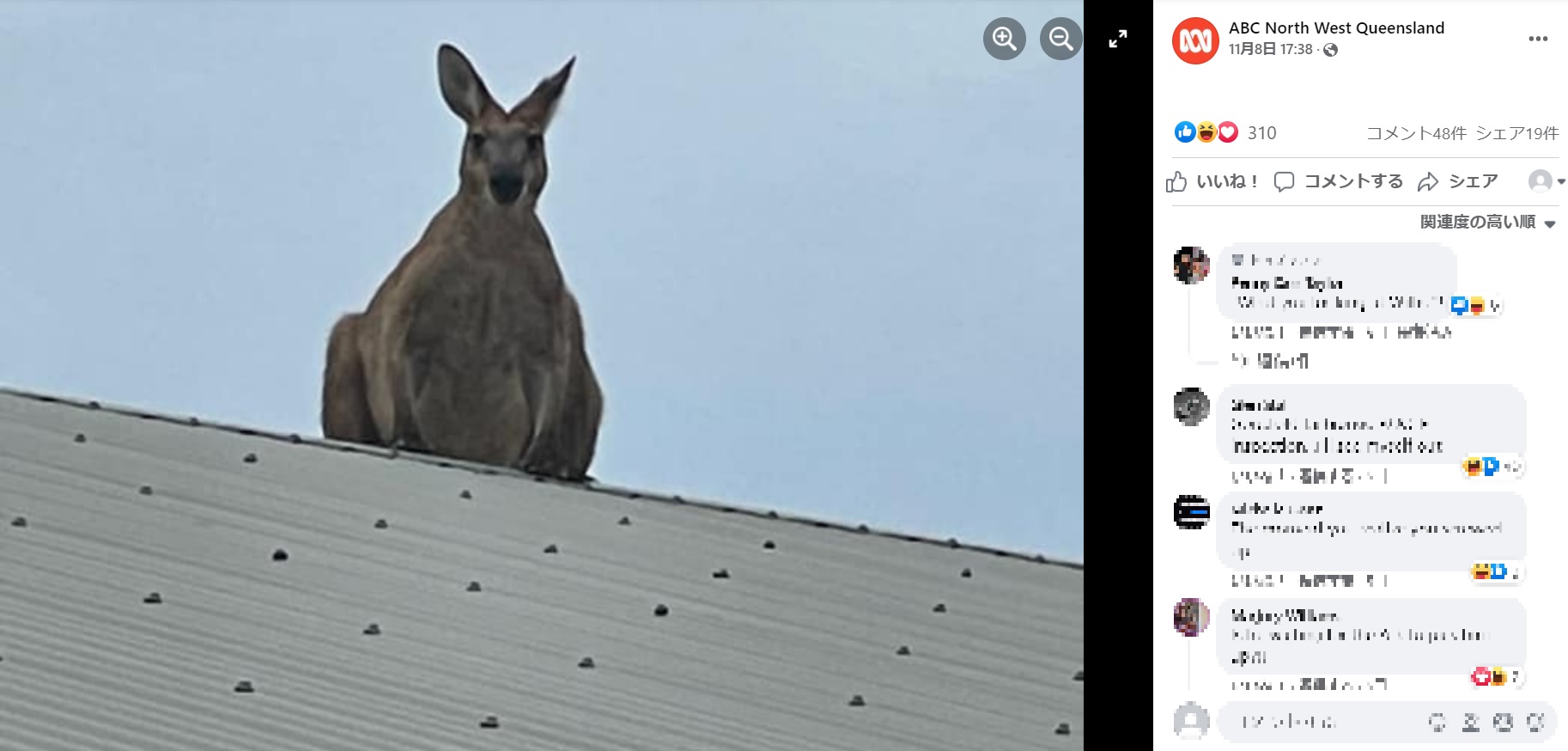 屋根に登ったものの降りることができなくなった様子のカンガルー（画像は『ABC North West Queensland　2021年11月8日付Facebook「‘ROO-DOLPH’ ON THE ROOF!」（Image credit: Paula Boon）』のスクリーンショット）