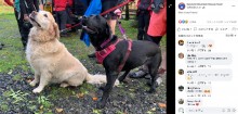 【海外発！Breaking News】山登り中に発作を起こし意識を失った飼い主　愛犬2匹が見事なチームワークで助けを呼ぶ（英）