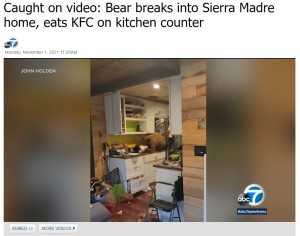 クマもKFCのチキンの誘惑には勝てなかった？（画像は『ABC7　2021年11月1日付「Caught on video: Bear breaks into Sierra Madre home, eats KFC on kitchen counter」（JOHN HOLDEN）』のスクリーンショット）