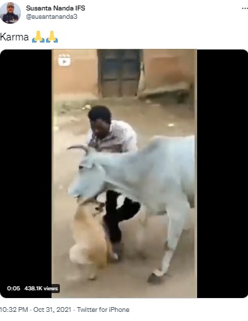 牛に襲われる男（画像は『Susanta Nanda IFS　2021年10月31日付Twitter「Karma」』のスクリーンショット）