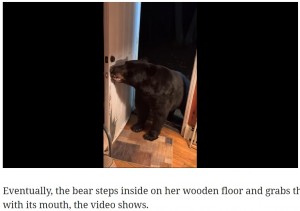 「ドアを閉めて」と言われたクマは…（画像は『Miami Herald　2021年11月26日付「‘Close the door sweetie.’ Watch obedient bear show off good manners in New Jersey video」』のスクリーンショット）