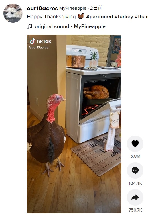 オーブンの前にやってきた七面鳥（画像は『MyPineapple　2021年11月25日付TikTok「Happy Thanksgiving」』のスクリーンショット）