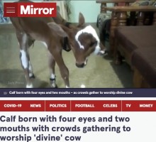 【海外発！Breaking News】インドで2つの顔を持つ牛が誕生、人々は「神が起こした奇跡」と崇拝