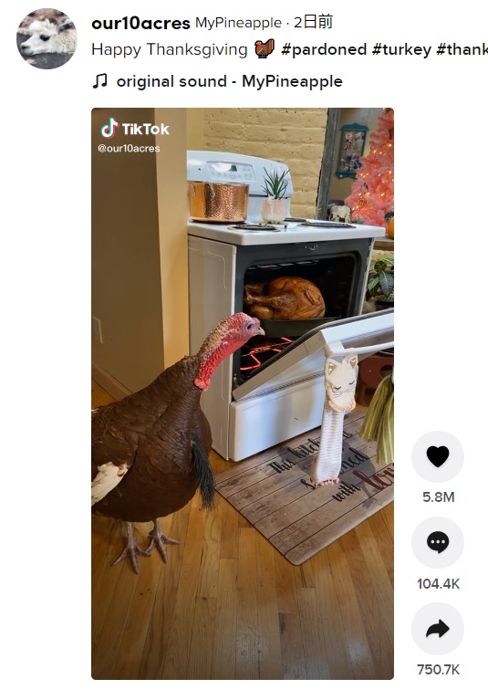オーブンの中を覗き込む七面鳥（画像は『MyPineapple　2021年11月25日付TikTok「Happy Thanksgiving」』のスクリーンショット）