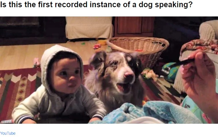 フォークに載った食べ物を見つめる男児と犬（画像は『Pulptastic　2021年7月28日付Instagram「Dog Shocks Owner By Saying “Mama” Before Baby In Exchange For Treat」（YouTube）』のスクリーンショット）