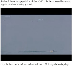 ホッキョクグマは追いつくと、のしかかるようにしてトナカイを水中に沈めてしまった（画像は『The Independent　2021年11月30日付「Polar bear captured on video drowning reindeer as climate crisis intensifies struggle for food」』のスクリーンショット）