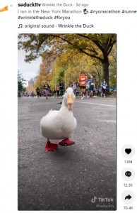 お尻を振り振り走るリンクル（画像は『Wrinkle the Duck　2021年11月9日付TikTok「I ran in the New York Marathon」』のスクリーンショット）
