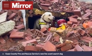 災害救助犬の訓練で見事な才能を見せたベイリー（画像は『The Mirror　2021年11月25日付「Stray Labrador deemed “rude and stubborn” becomes expert fire service search dog」』のスクリーンショット）