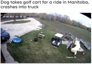 お気に入りのゴルフカートに乗り込んだタイタン（画像は『CTV News Winnipeg　2021年11月2日付「Dog takes golf cart for a ride in Manitoba, crashes into truck」』のスクリーンショット）